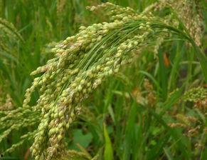 99丨嫩草丨精品 小米,探寻绿色健康生活新选择